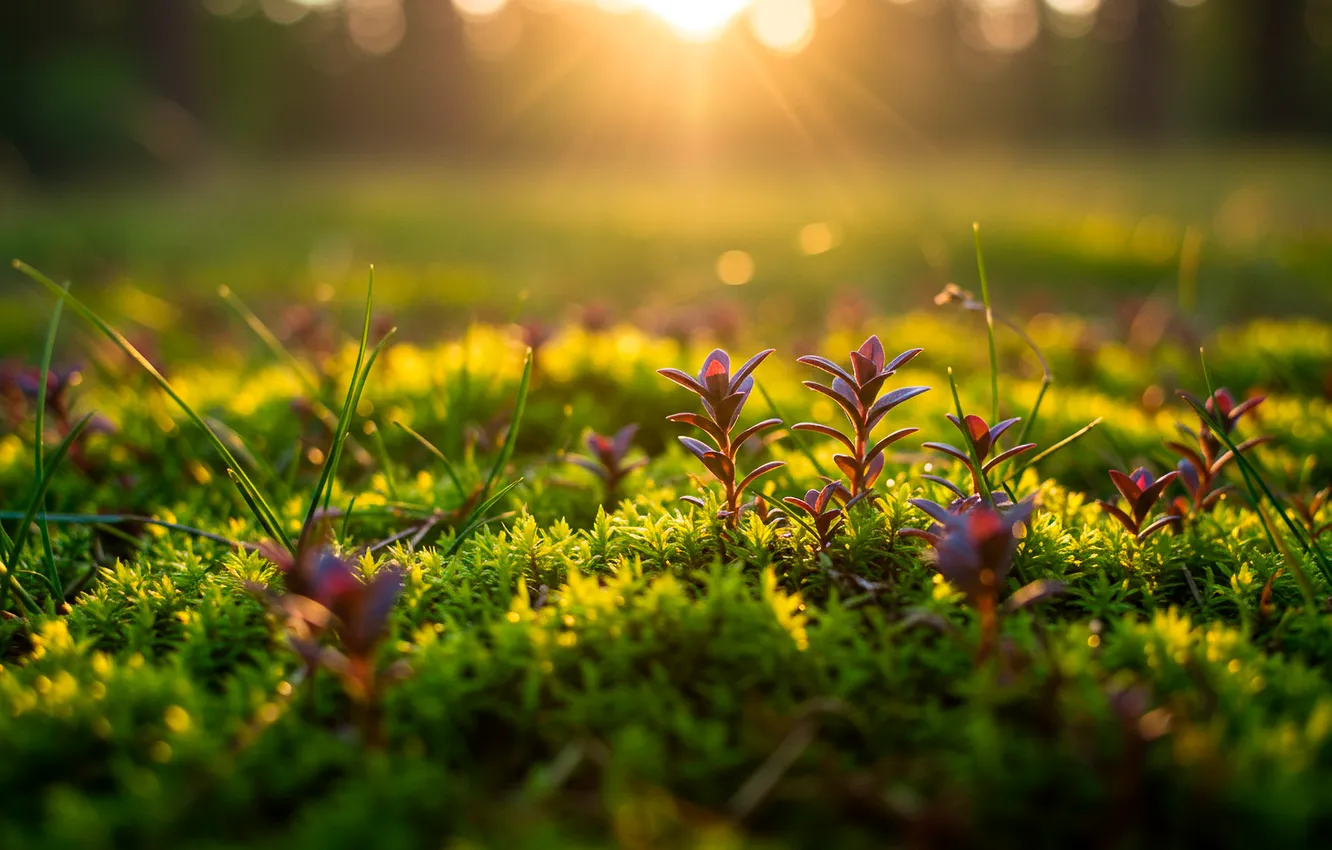 Photo wallpaper grass, the sun, macro, glare, Wallpaper, Rostock, moss, wallpaper