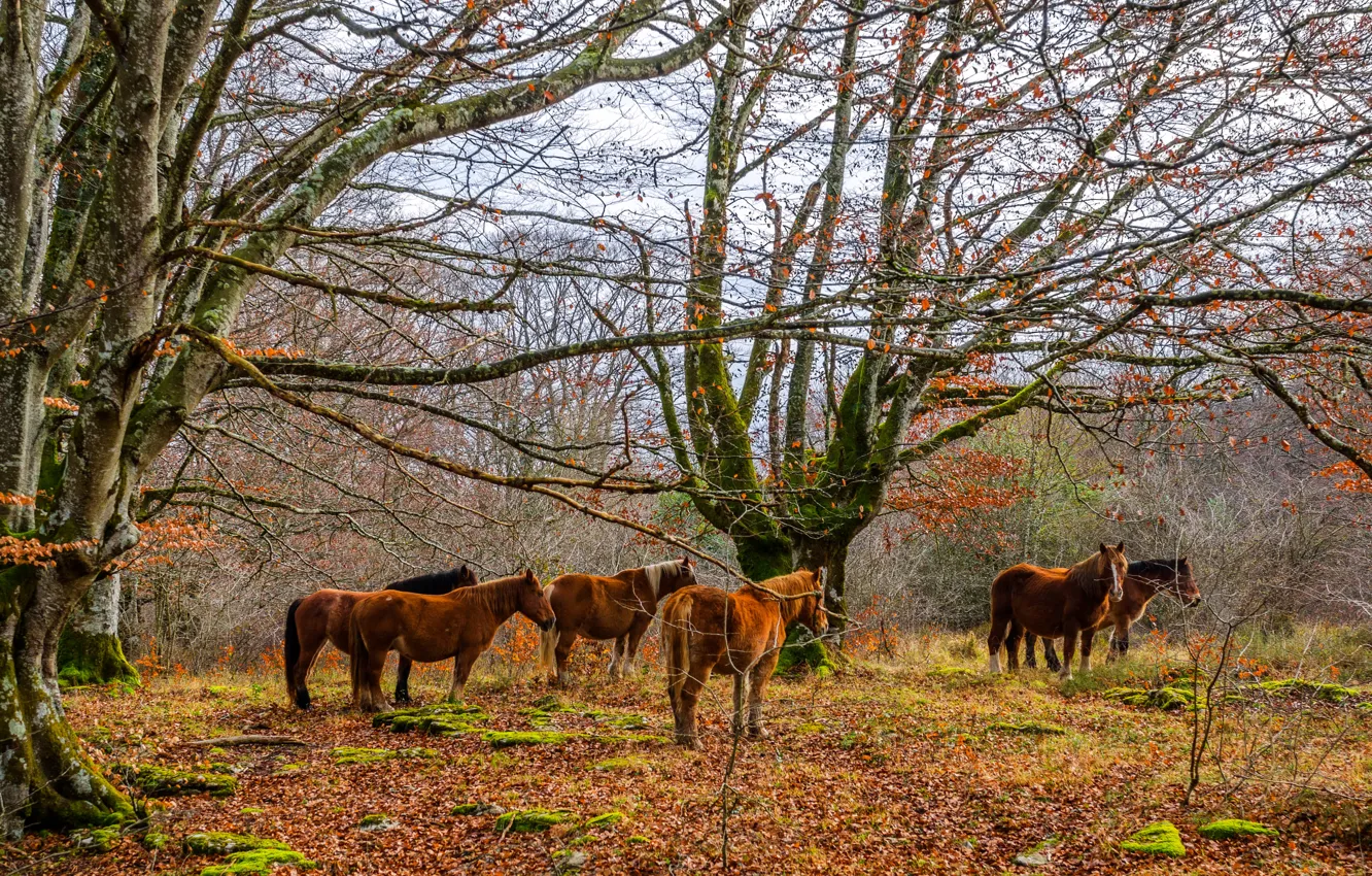 Photo wallpaper autumn, forest, leaves, trees, horse, moss