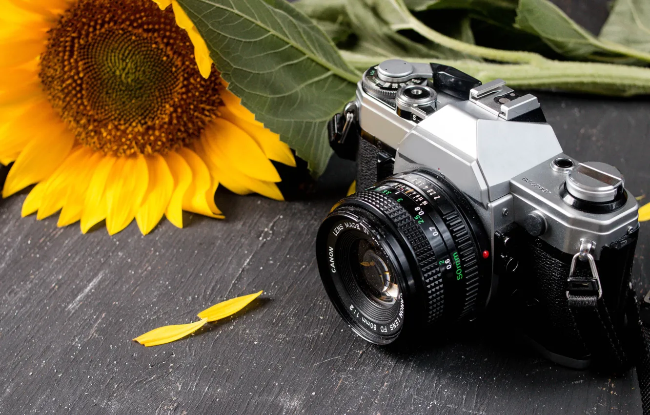 Photo wallpaper sunflowers, table, the camera