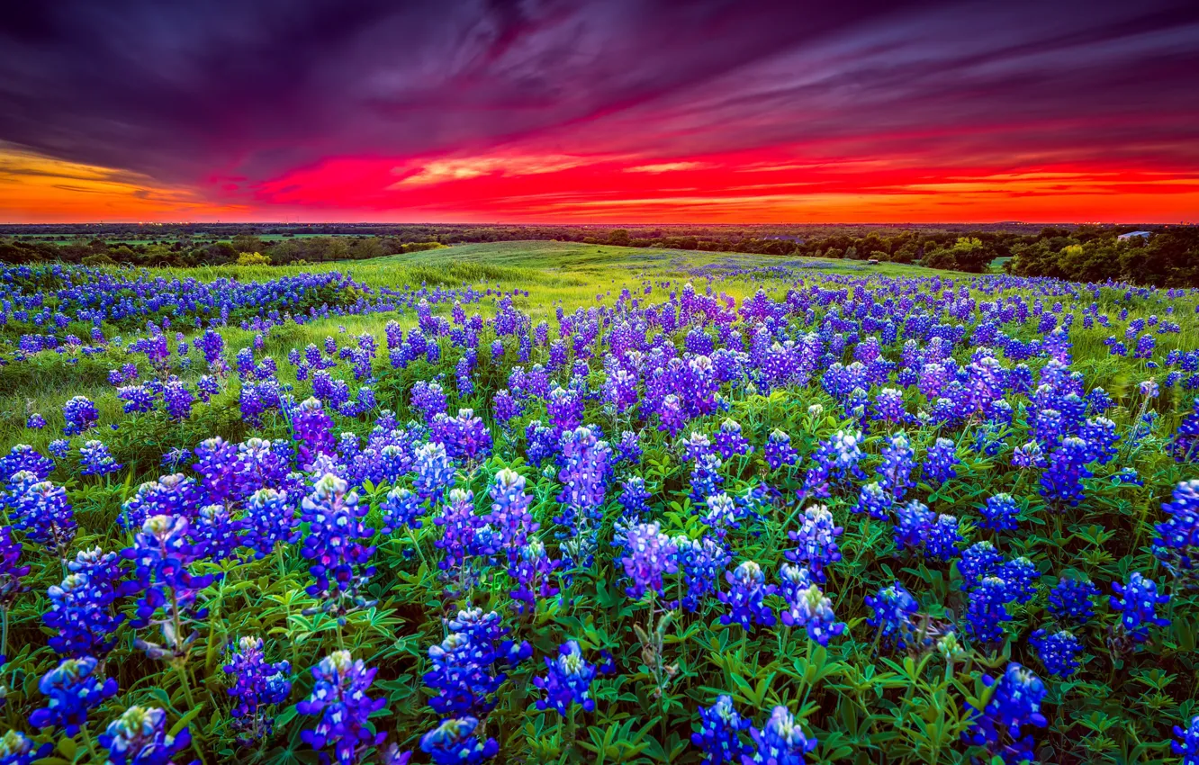 Photo wallpaper field, purple, the sky, landscape, sunset, flowers, blue, red