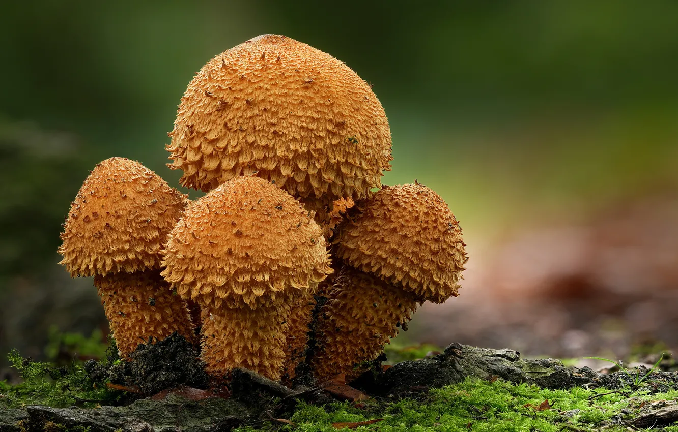 Photo wallpaper nature, mushrooms, Closeup, pholiota squarrosa