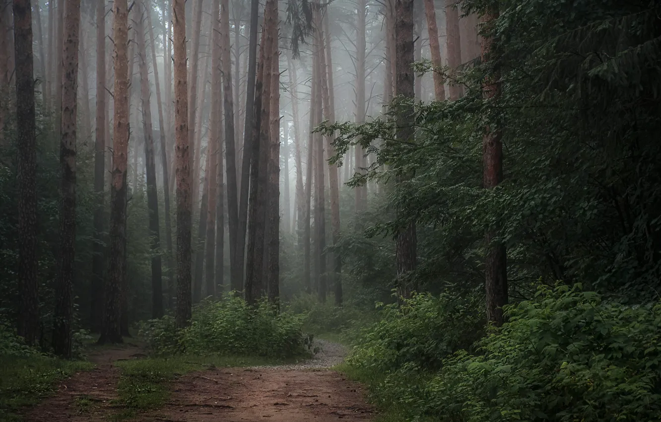 Photo wallpaper forest, trees, nature, path