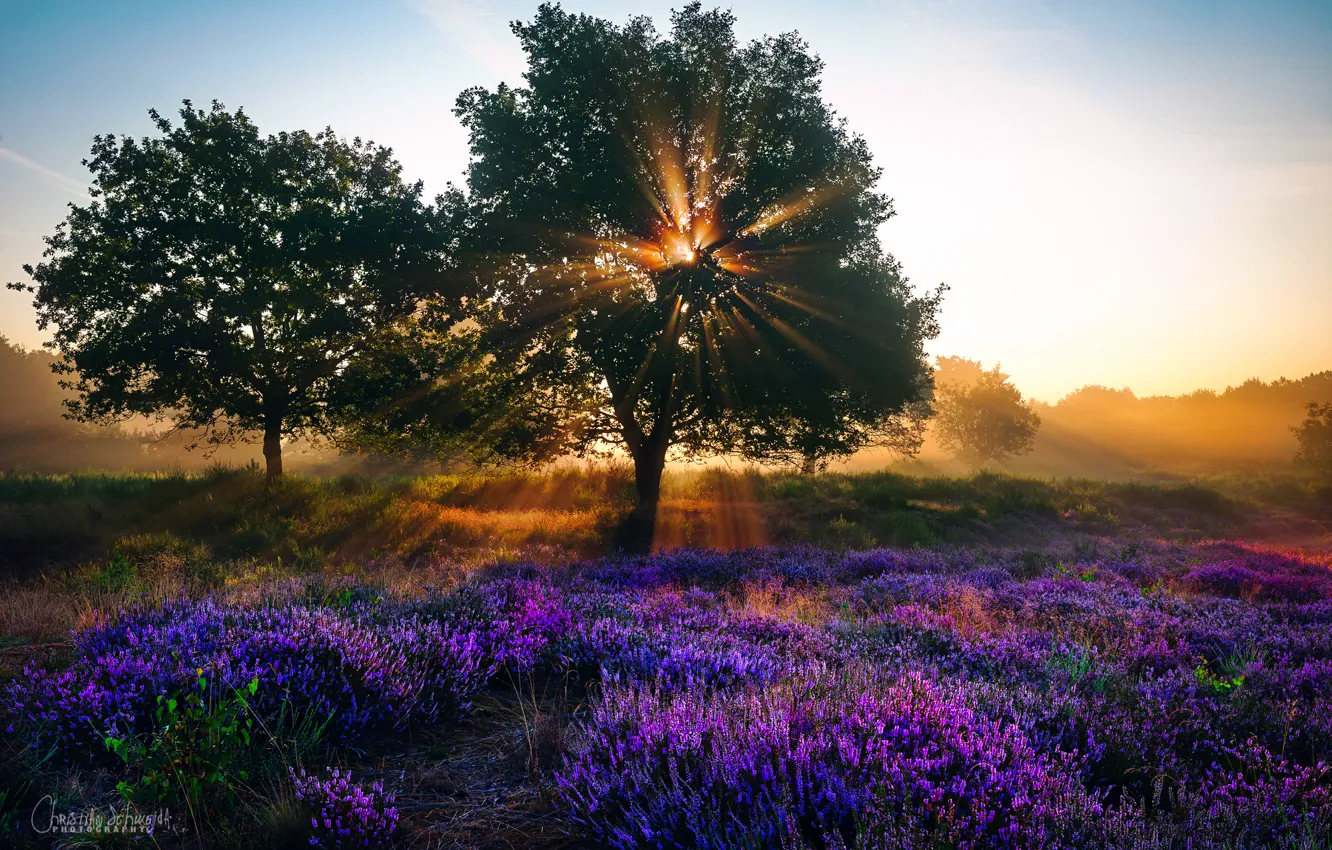 Photo wallpaper summer, rays, light, trees, flowers, Nature, the sun, lavender