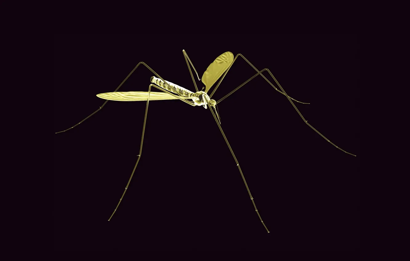 Photo wallpaper rendering, the mosquito