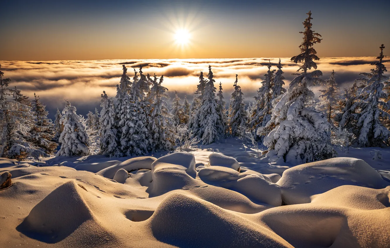 Photo wallpaper winter, the sun, clouds, rays, snow, trees, landscape, nature