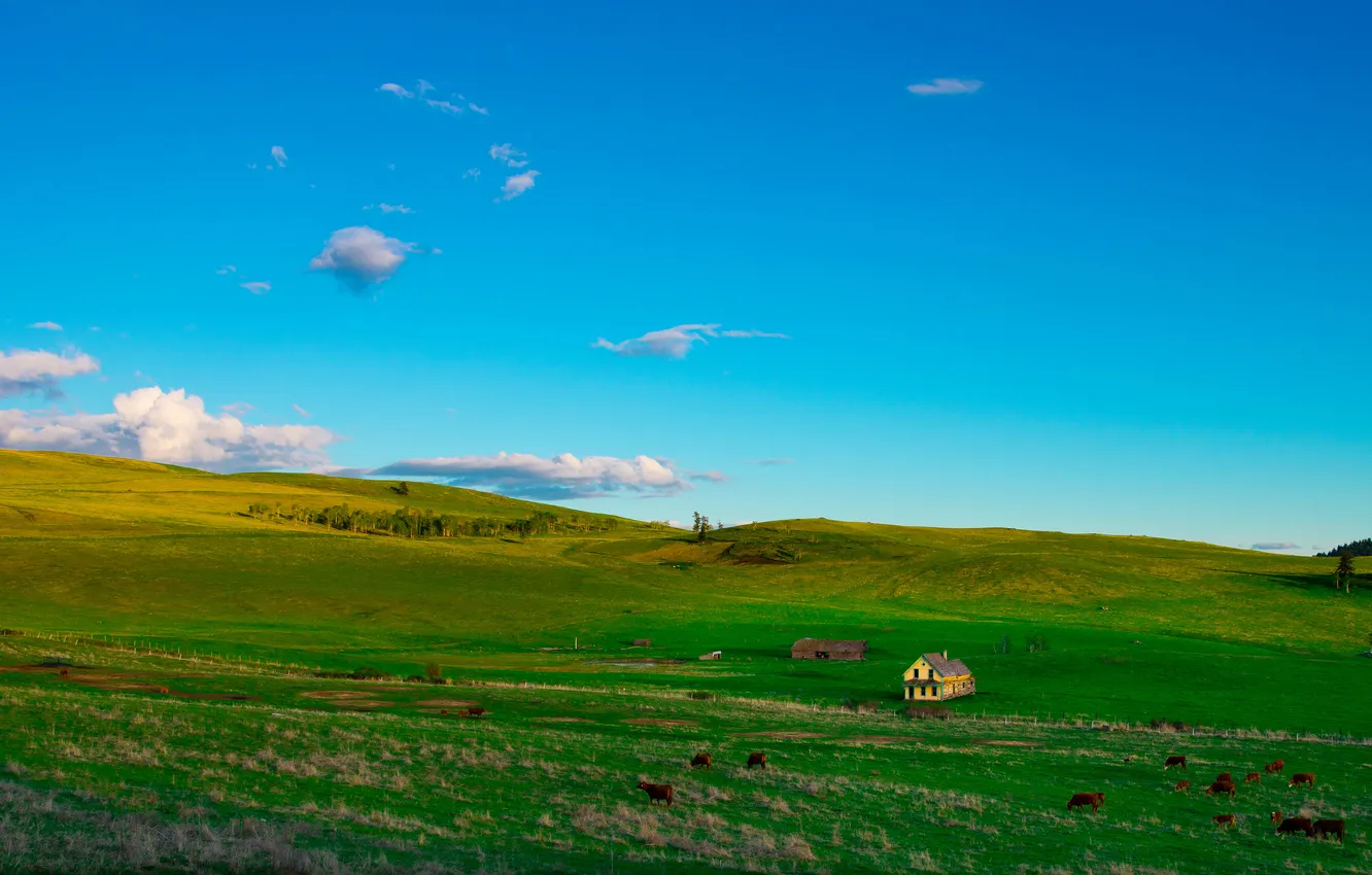 Photo wallpaper field, the sky, blue, hills, cows, slope, pasture, house