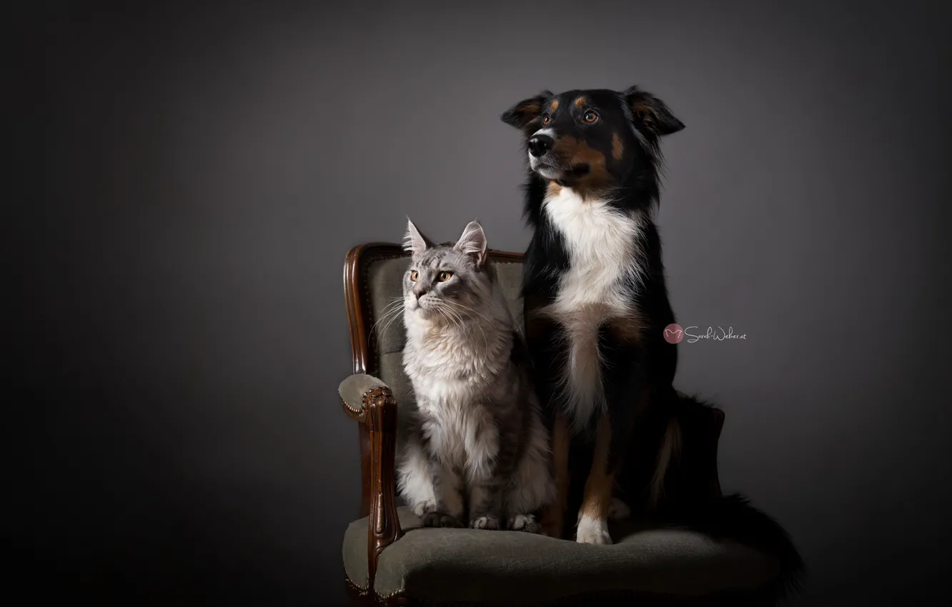 Photo wallpaper cat, house, dog