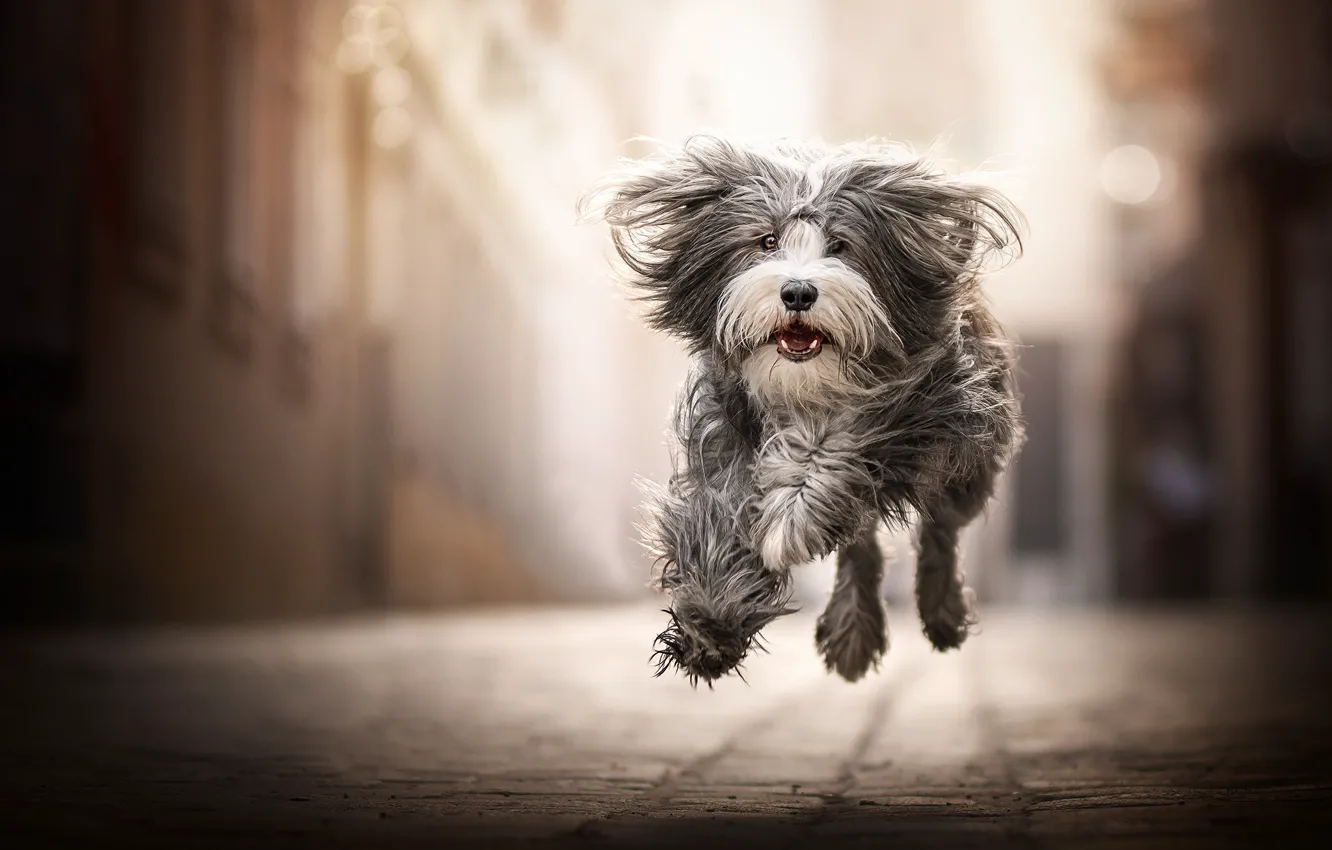 Photo wallpaper joy, mood, jump, dog, walk, bokeh, shaggy