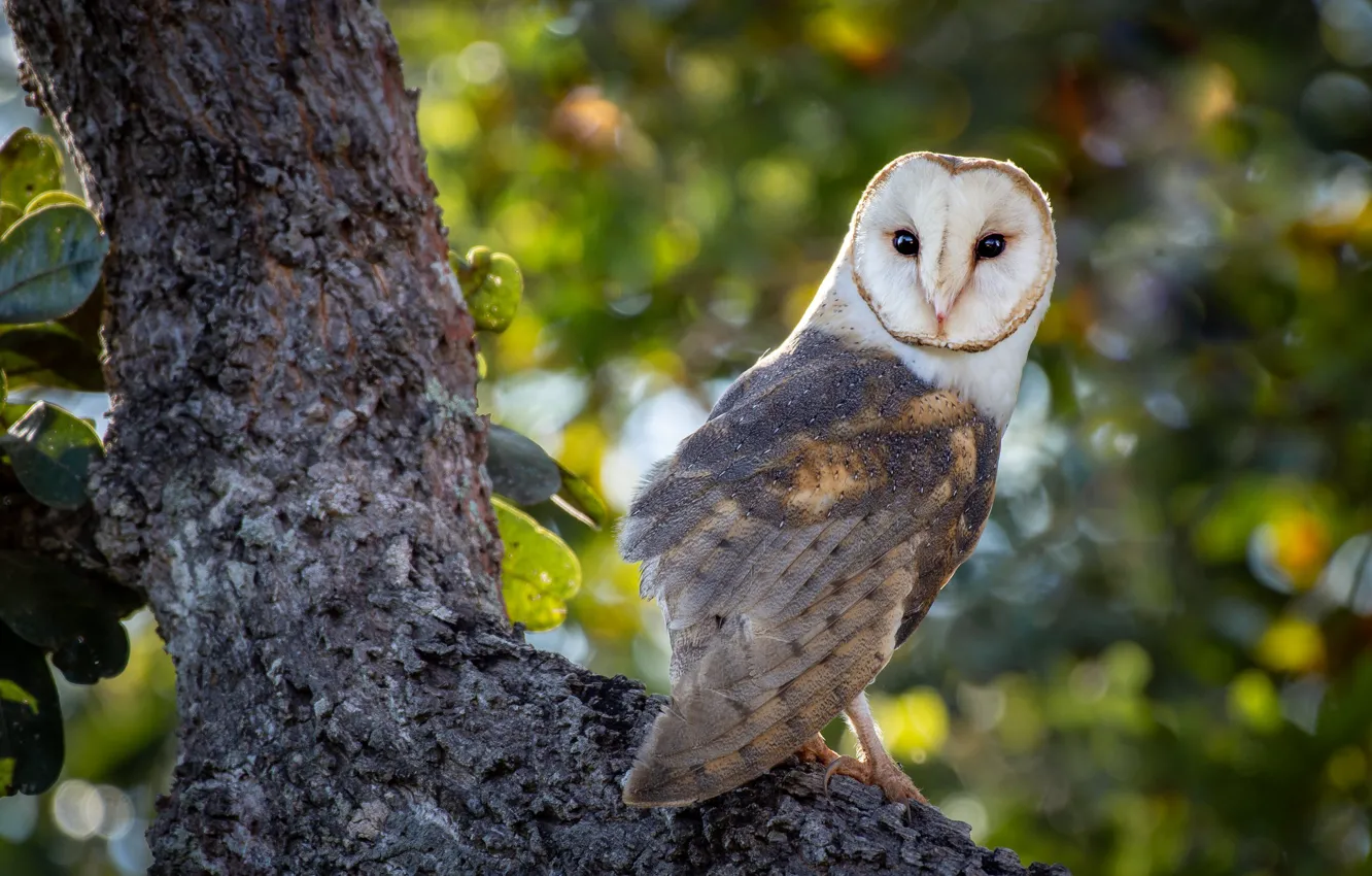 Photo wallpaper look, leaves, trees, branches, background, owl, bird, bokeh
