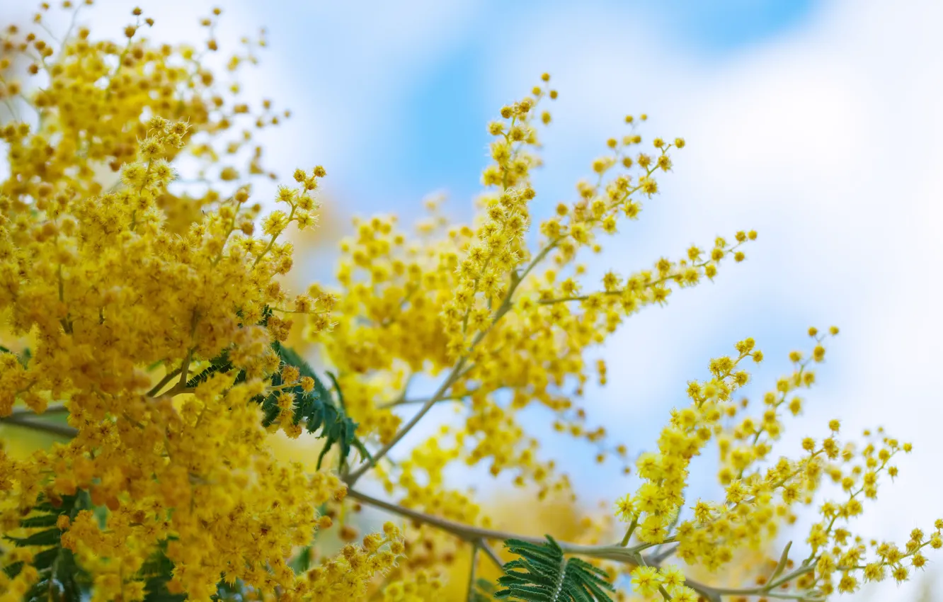 Photo wallpaper flowers, yellow, Mimosa