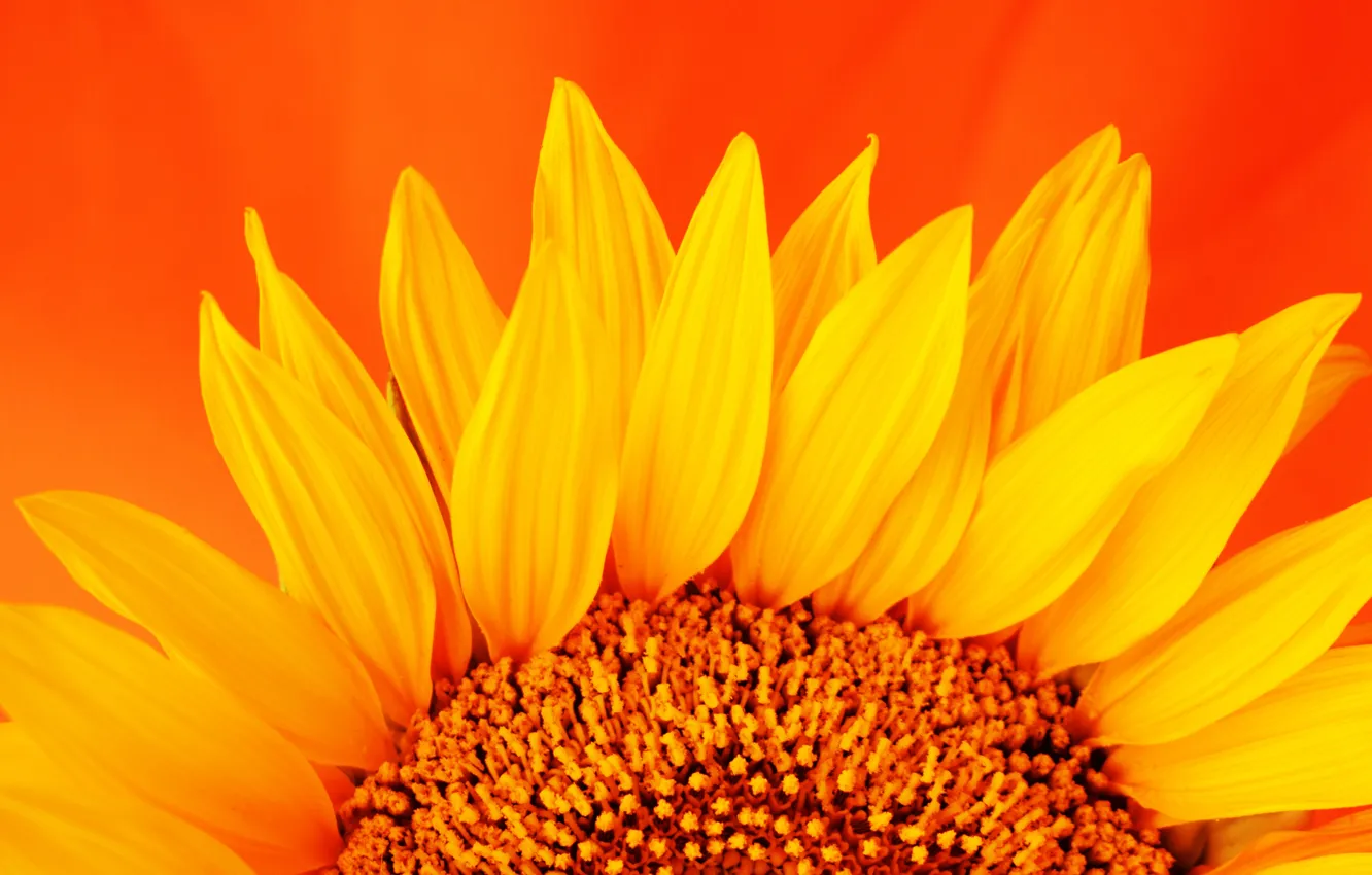 Photo wallpaper sunflowers, flowers, plant