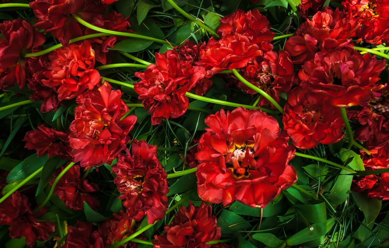 Photo wallpaper leaves, flowers, red, spring, stem, tulips