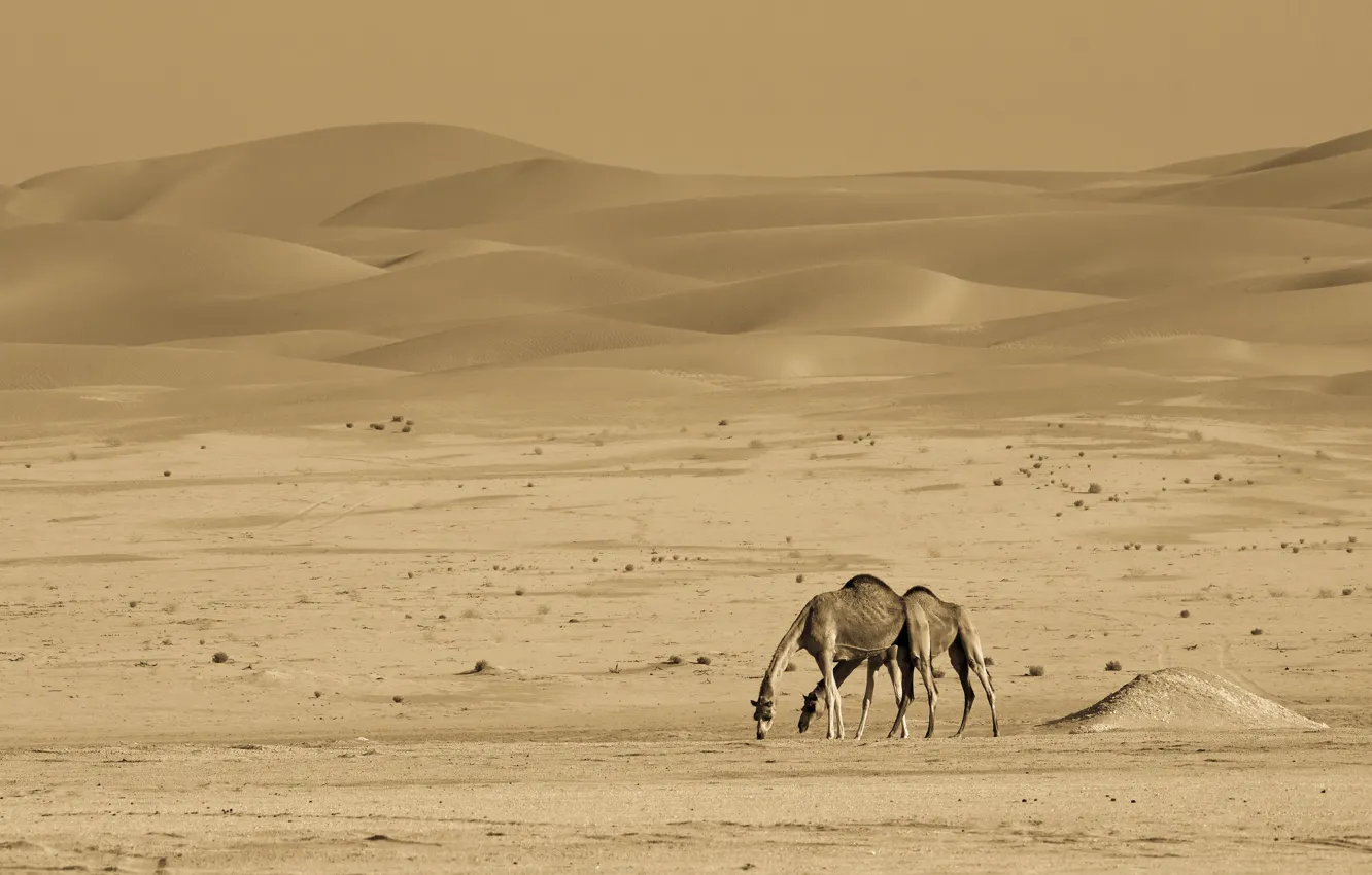 Photo wallpaper nature, desert, camels
