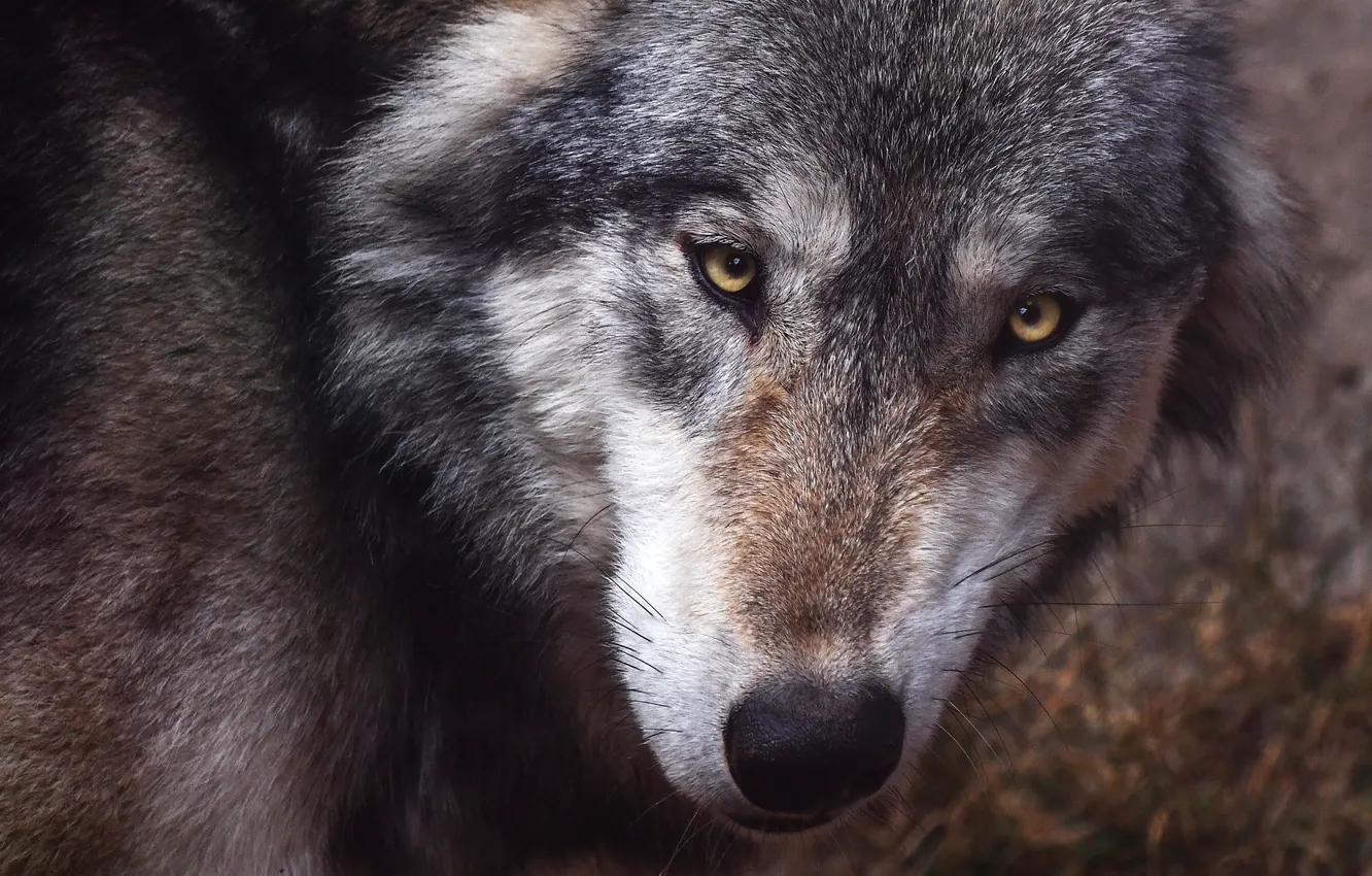 Photo wallpaper eyes, look, face, close-up, grey, background, wolf, portrait