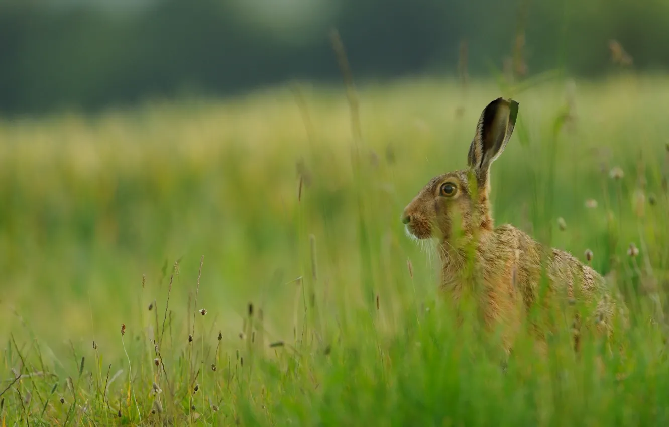 Photo wallpaper greens, field, grass, face, grey, hare, meadow, bokeh