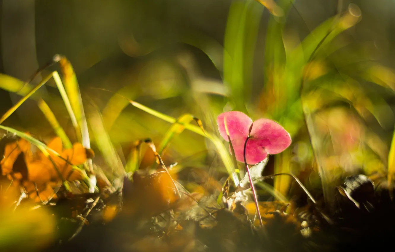 Photo wallpaper leaf, Hepatica, Backlit