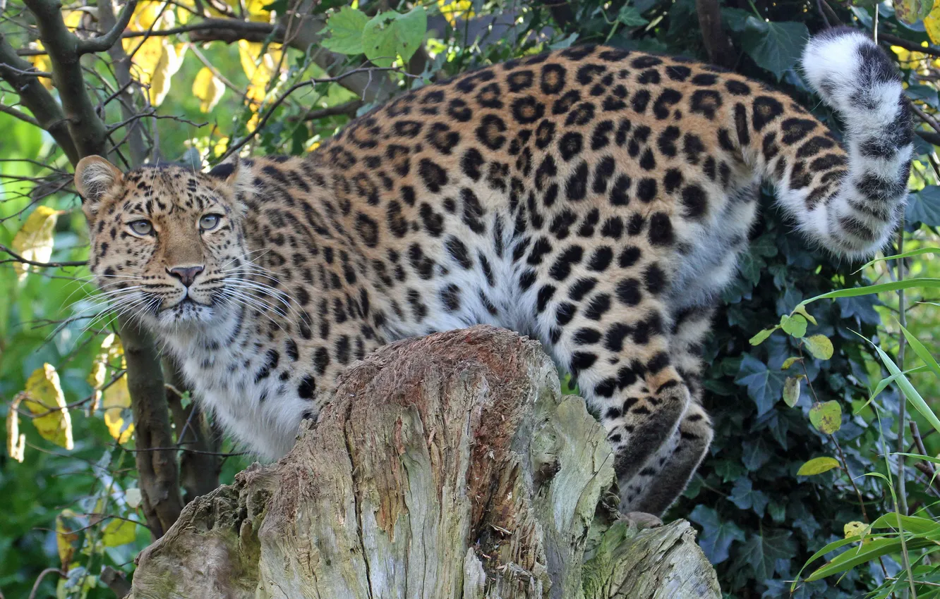 Photo wallpaper cat, foliage, stump, leopard, Amur