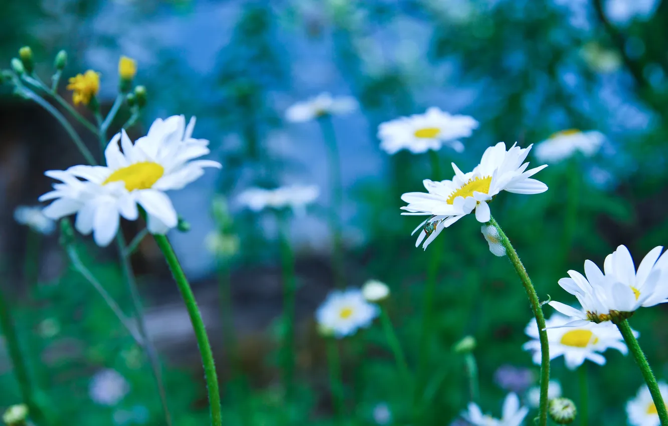 Photo wallpaper background, glade, chamomile, blur