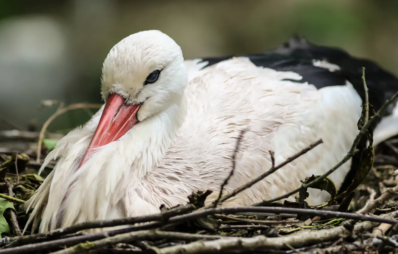 Photo wallpaper nature, bird, stork
