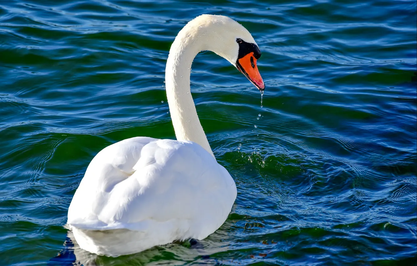 Photo wallpaper water, bird, beak, Swan, neck