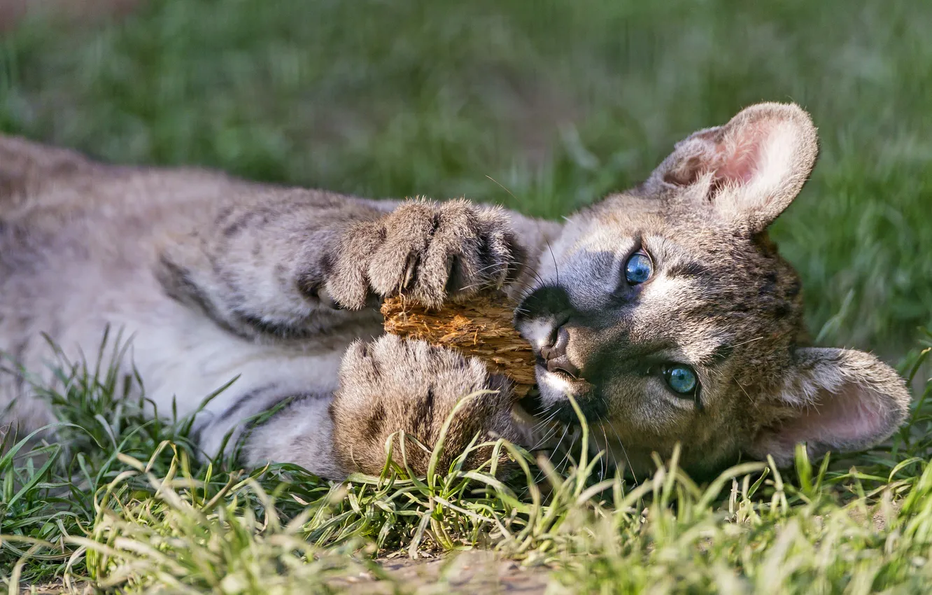 Photo wallpaper grass, the game, cub, kitty, Puma, mountain lion, Cougar, ©Tambako The Jaguar