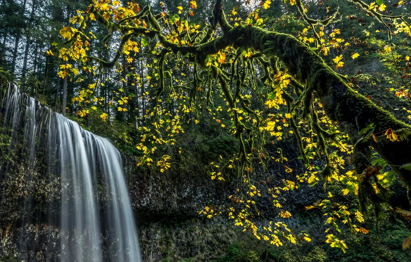 Photo wallpaper forest, leaves, trees, branches, waterfall, moss, USA, Silver Falls State Park