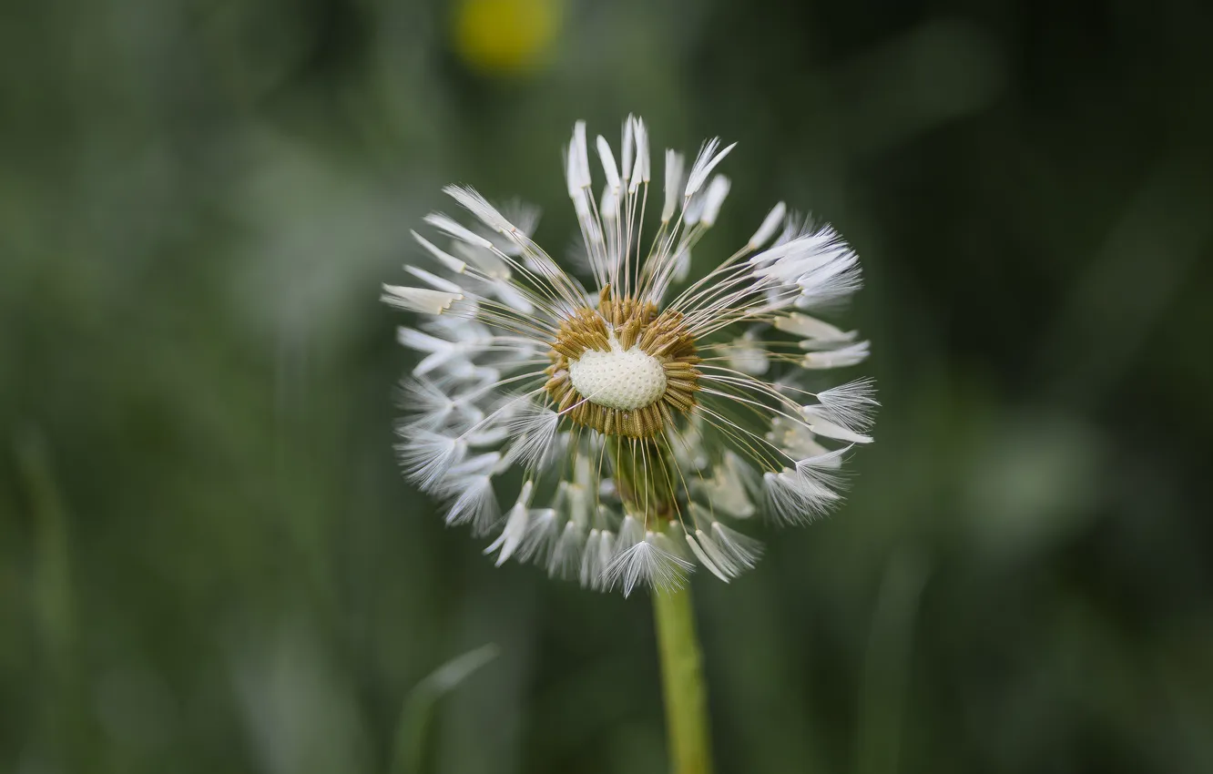 Photo wallpaper macro, flowers, nature, dandelion, spring, bokeh