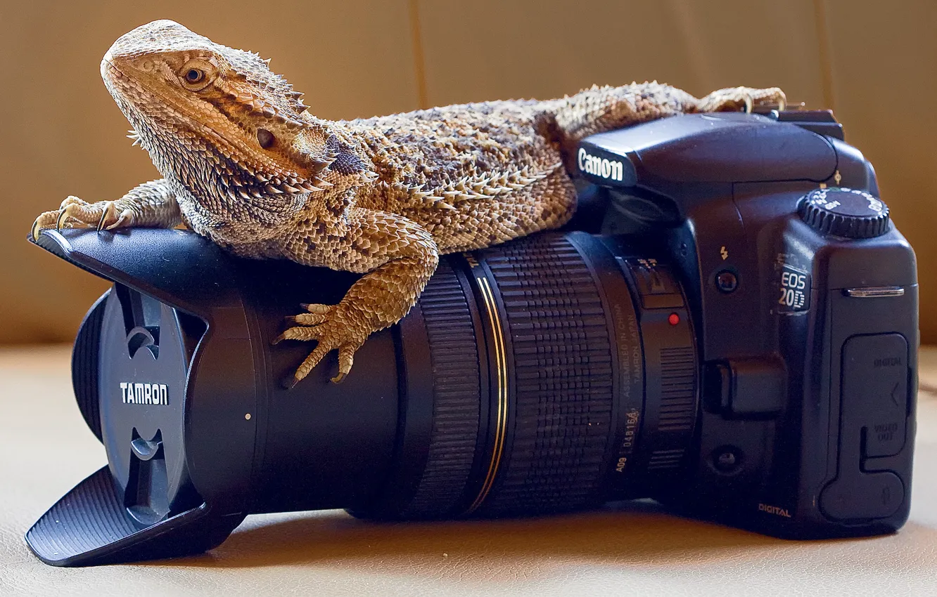 Photo wallpaper camera, professional, reptile