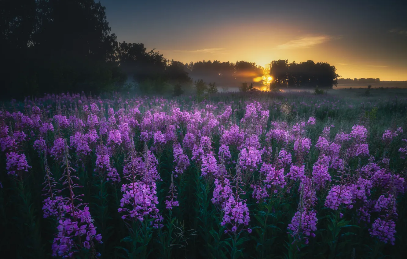 Photo wallpaper landscape, nature, fog, lake, dawn, vegetation, morning, Ural