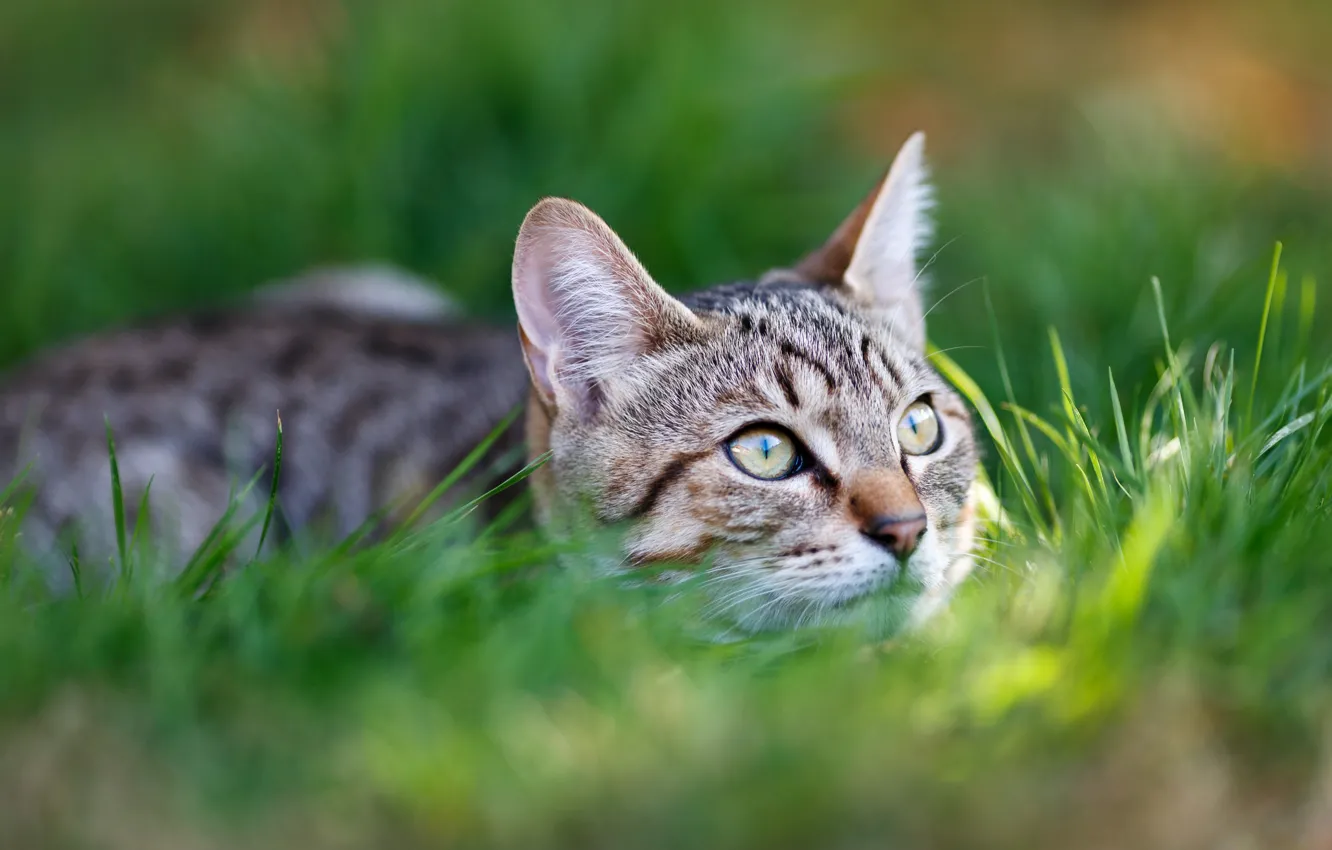 Photo wallpaper cat, grass, look, face, kitty