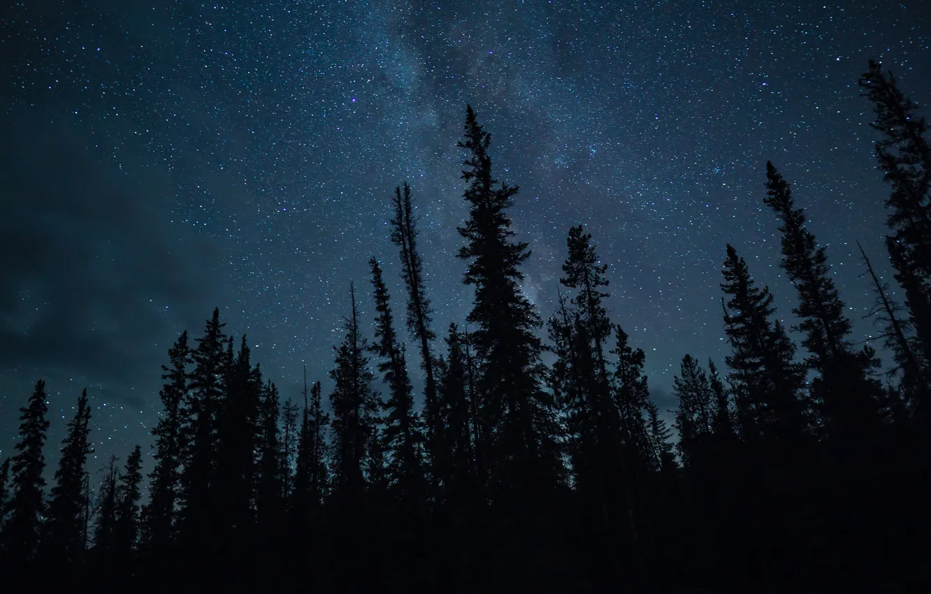 Photo wallpaper forest, trees, landscape, night, nature, forest, the milky way, trees