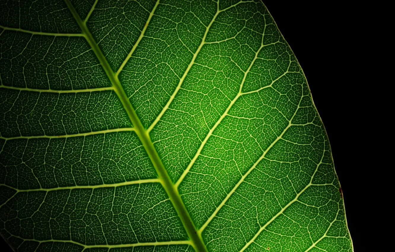 Photo wallpaper macro, light, green, Sheet, Blik, veins