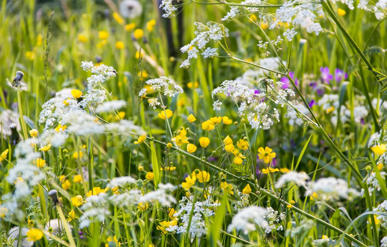 Photo wallpaper summer, grass, meadow, wildflowers