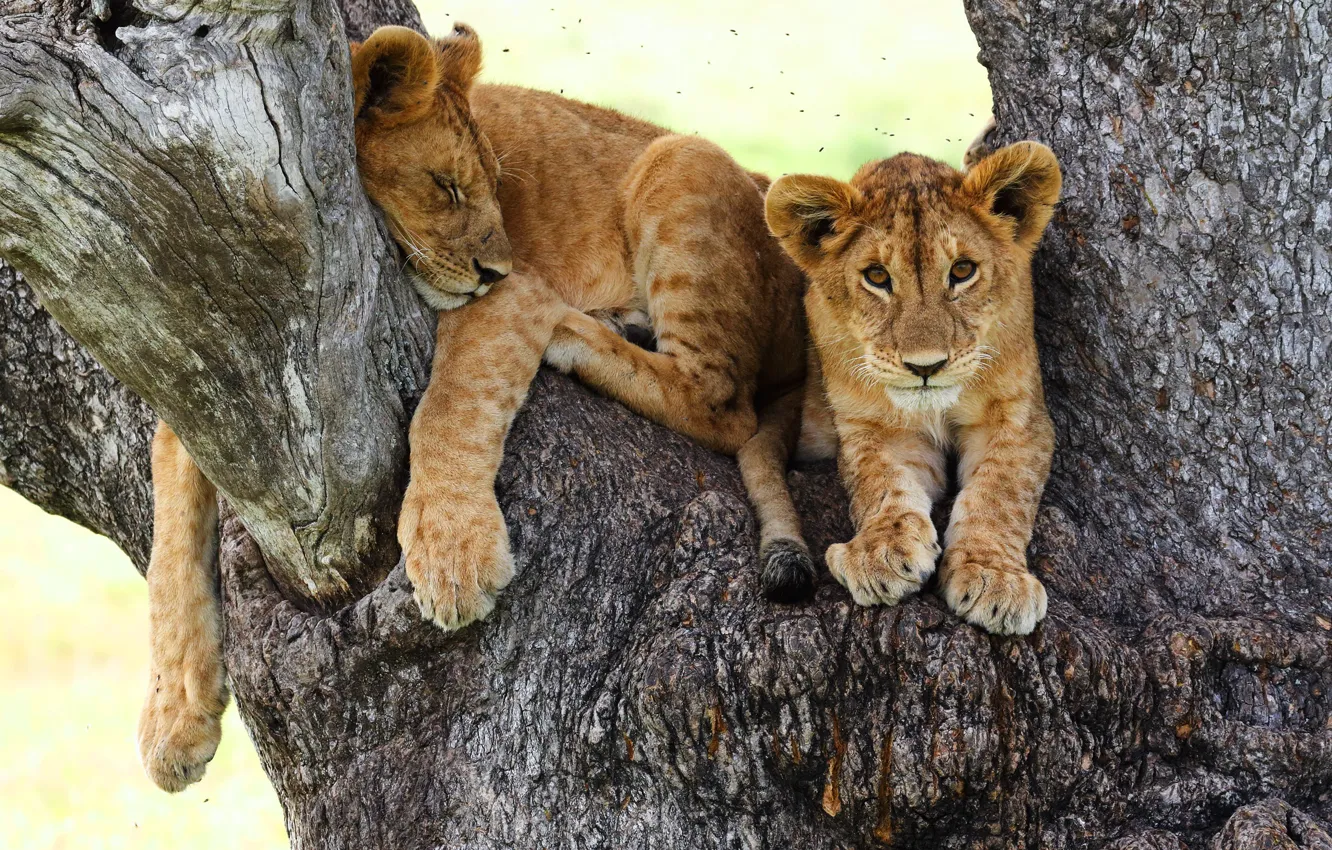 Photo wallpaper cat, look, trees, pose, background, stay, sleep, paws
