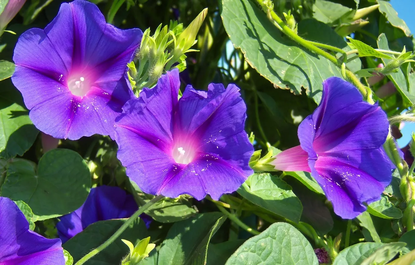 Photo wallpaper flowers, purple, bindweed, Mamala ©