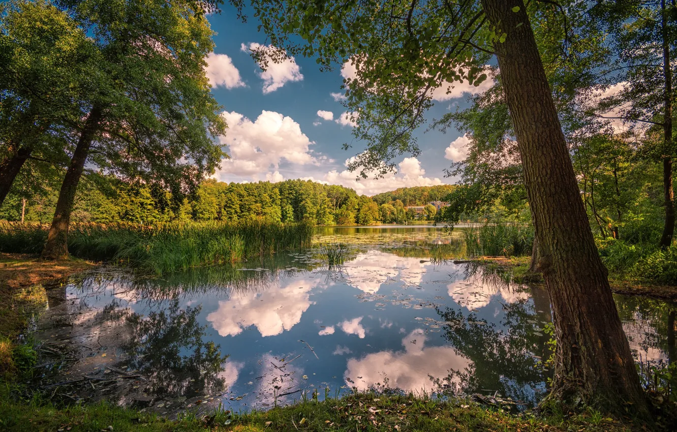 Photo wallpaper trees, lake, Park, reflection, reed