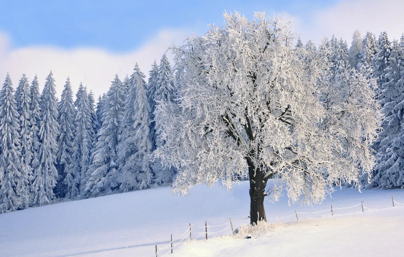 Photo wallpaper winter, frost, forest, the sky, clouds, snow, landscape, branches