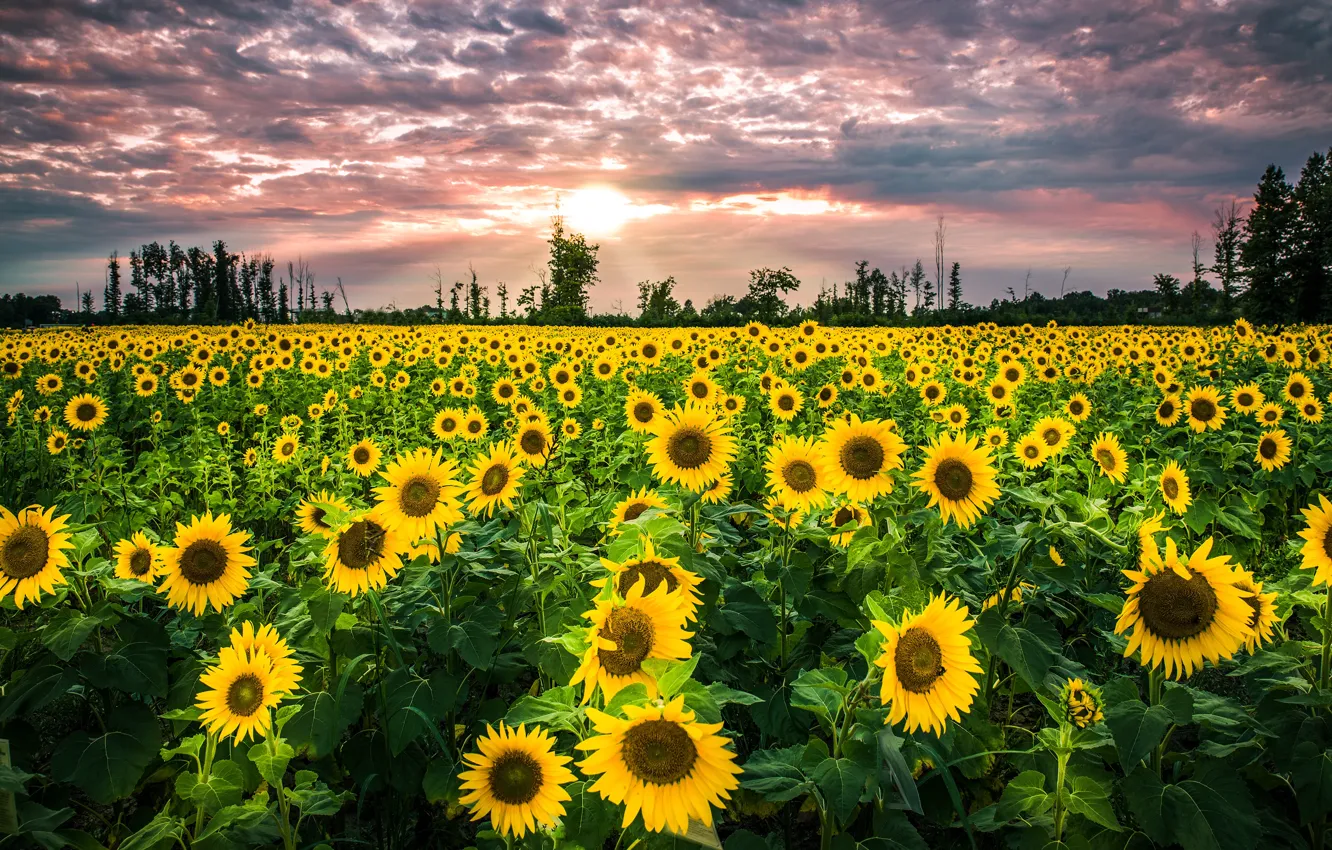 Photo wallpaper field, the sky, the sun, clouds, trees, sunflowers, flowers, yellow