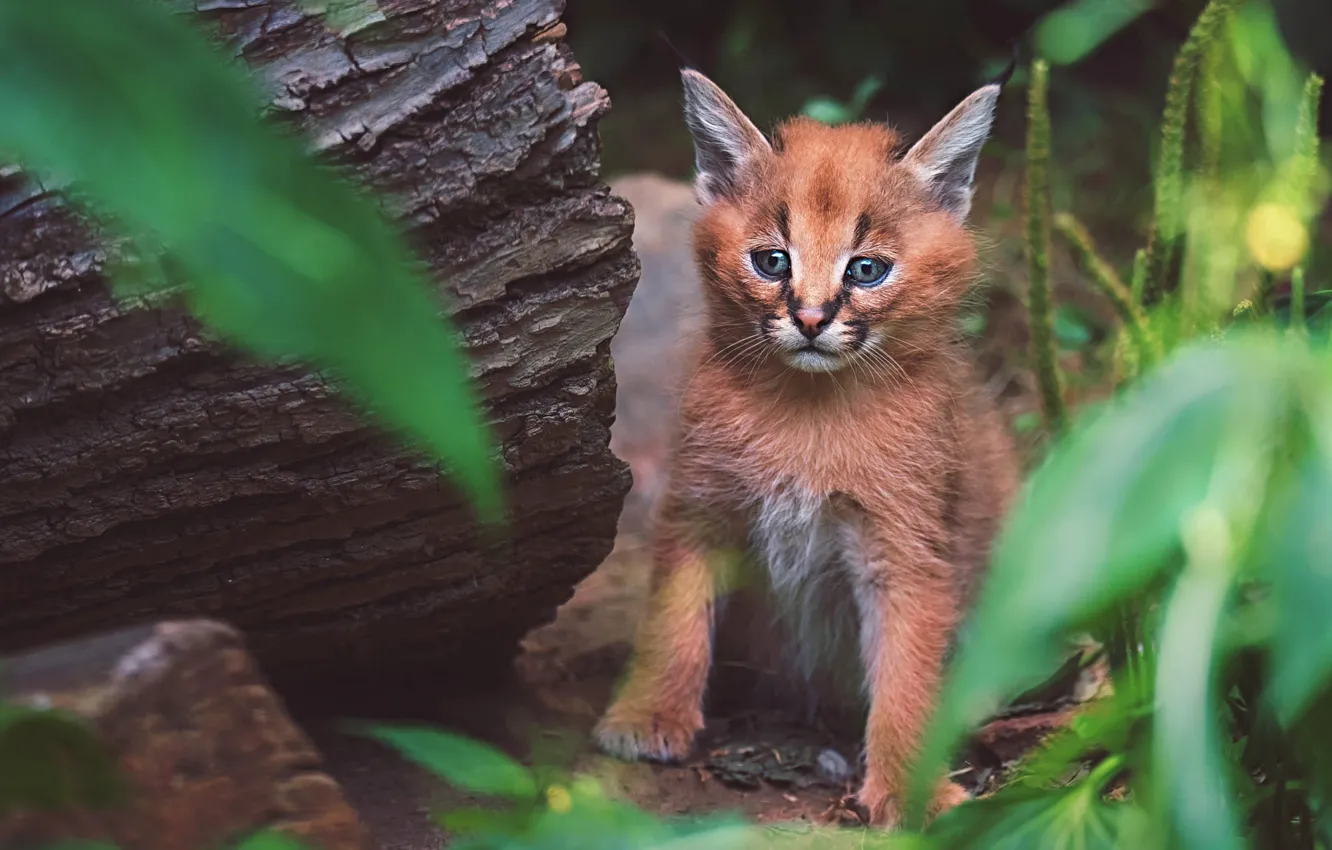 Photo wallpaper look, face, leaves, trees, branches, pose, stump, baby
