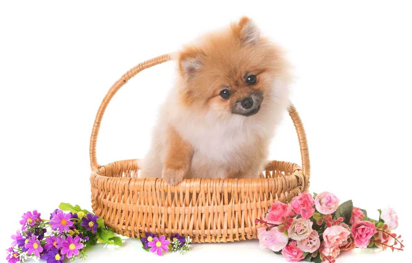 Photo wallpaper look, flowers, baby, puppy, sitting, basket