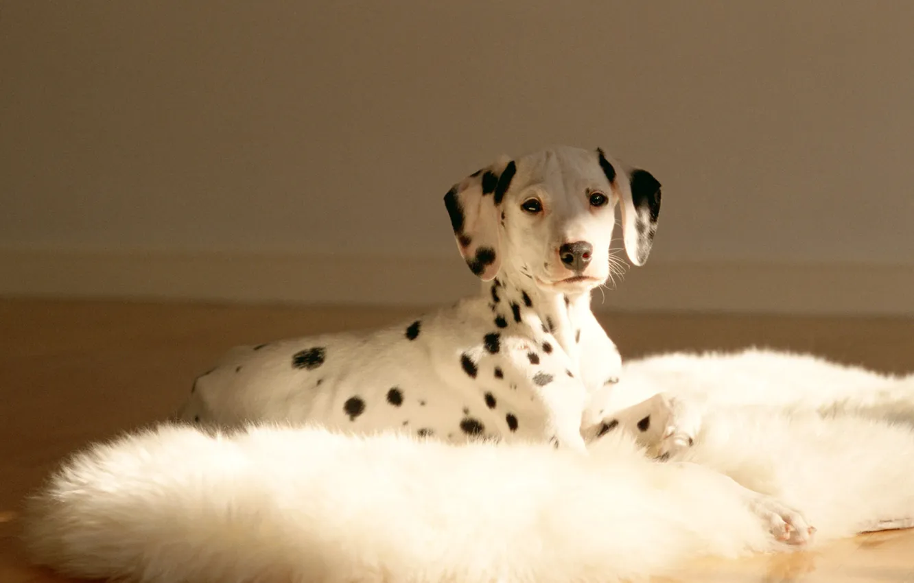 Photo wallpaper dog, spotted, dalmatinski dog