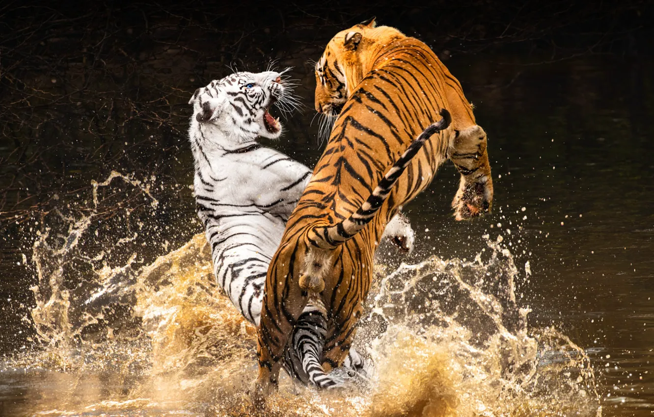 Photo wallpaper white, water, squirt, branches, tiger, pose, jump, paws