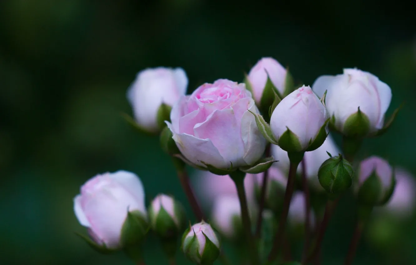 Photo wallpaper flowers, roses, petals, pink, buds, flower, the bushes, beautiful