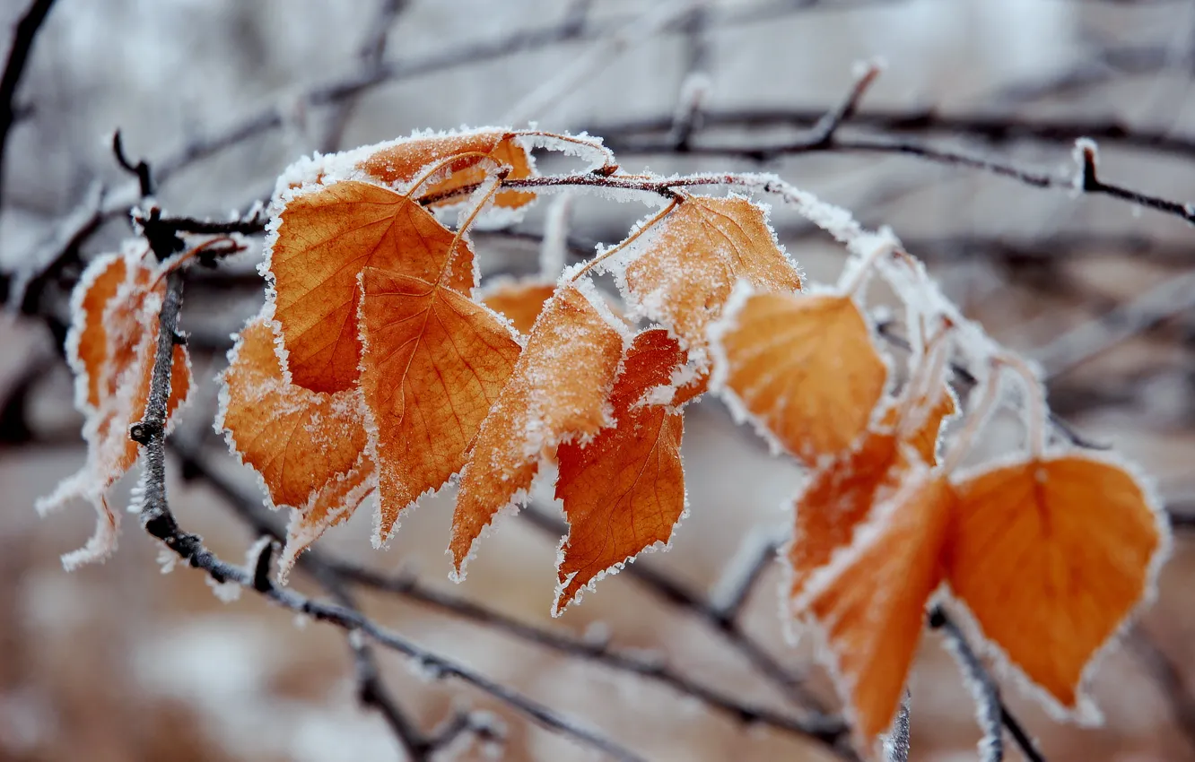 Photo wallpaper frost, leaves, branch