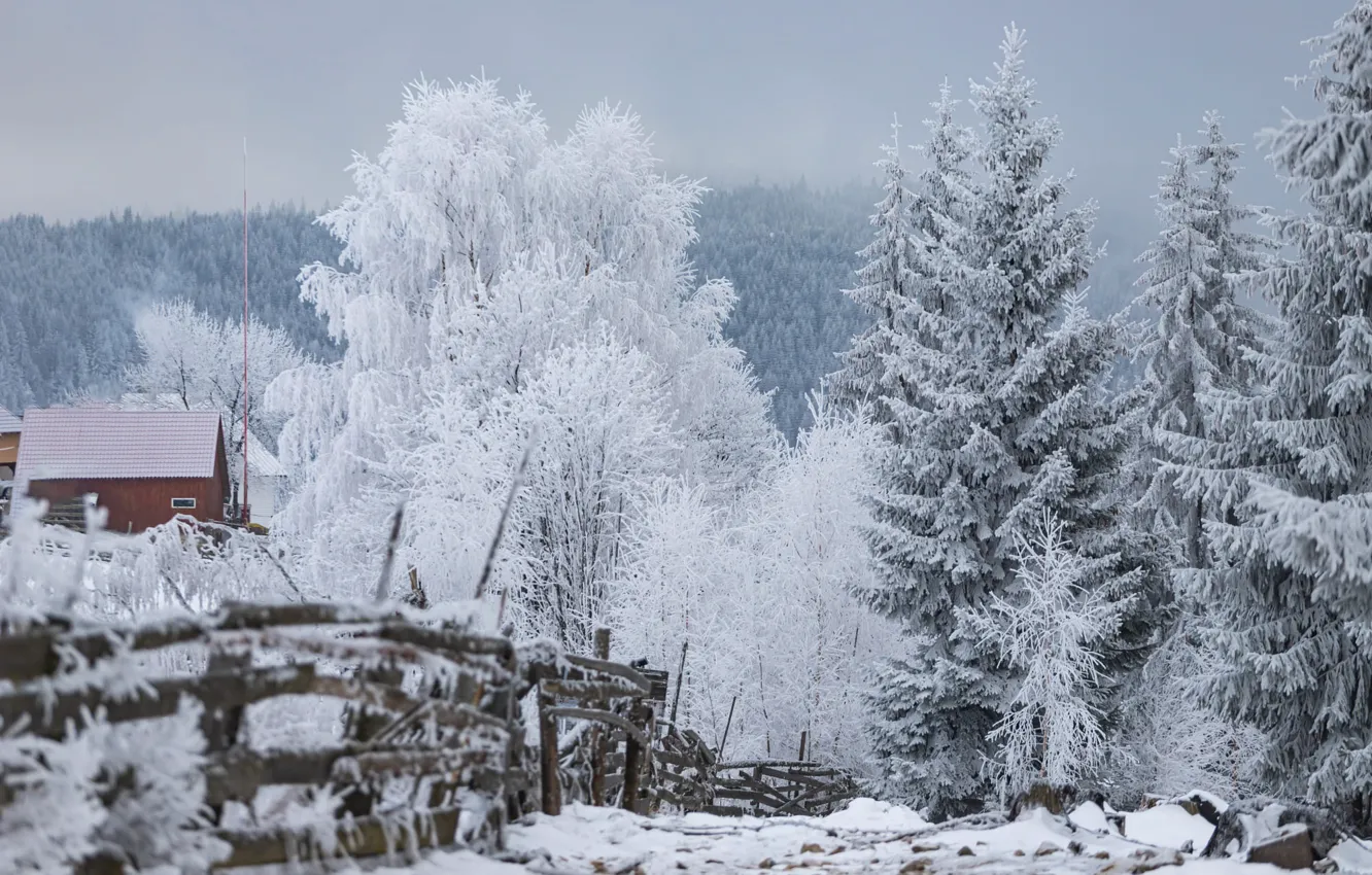 Photo wallpaper winter, frost, forest, snow, nature, fog, house, branch