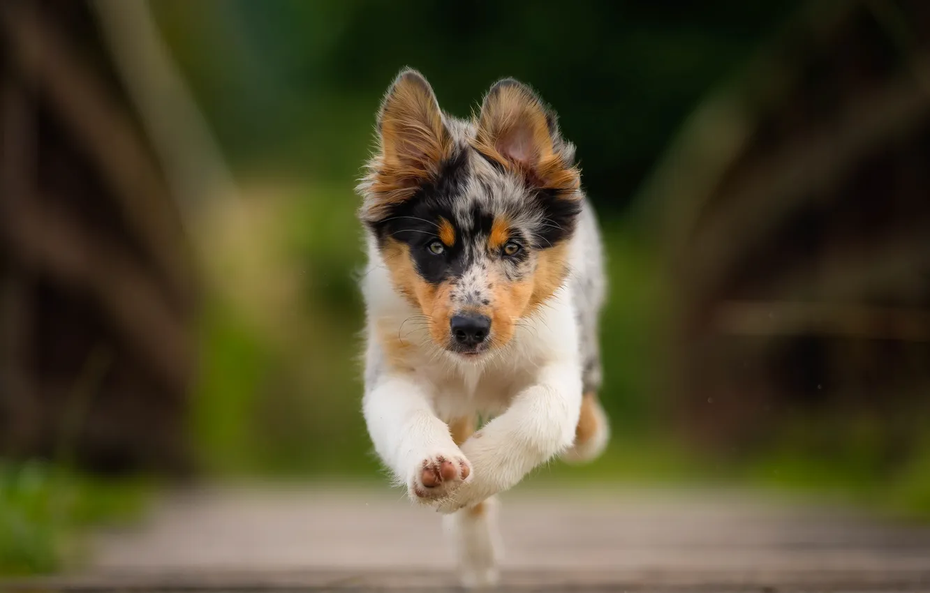 Photo wallpaper dog, blur, running, puppy, walk, face, Australian shepherd, Aussie