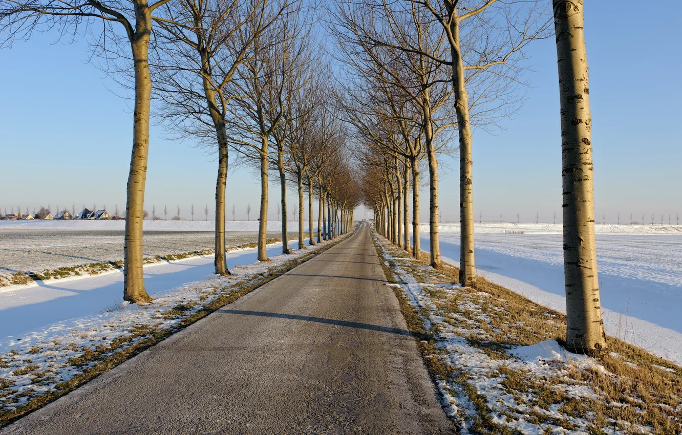 Photo wallpaper winter, road, trees