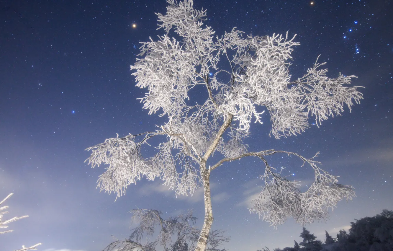 Photo wallpaper winter, frost, night, nature, snowy tree