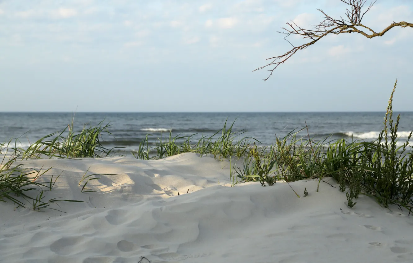 Photo wallpaper grass, beach, seascape, sand, seaside, branch