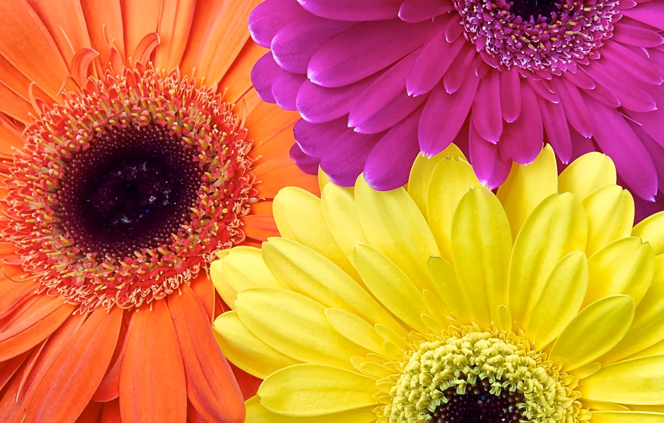 Photo wallpaper flowers, paint, petals, gerbera
